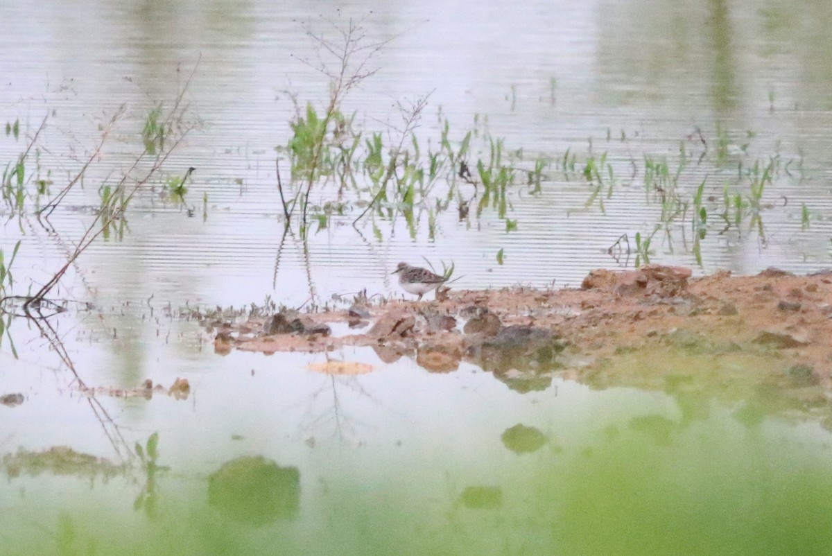 pygmésnipe - ML618980273