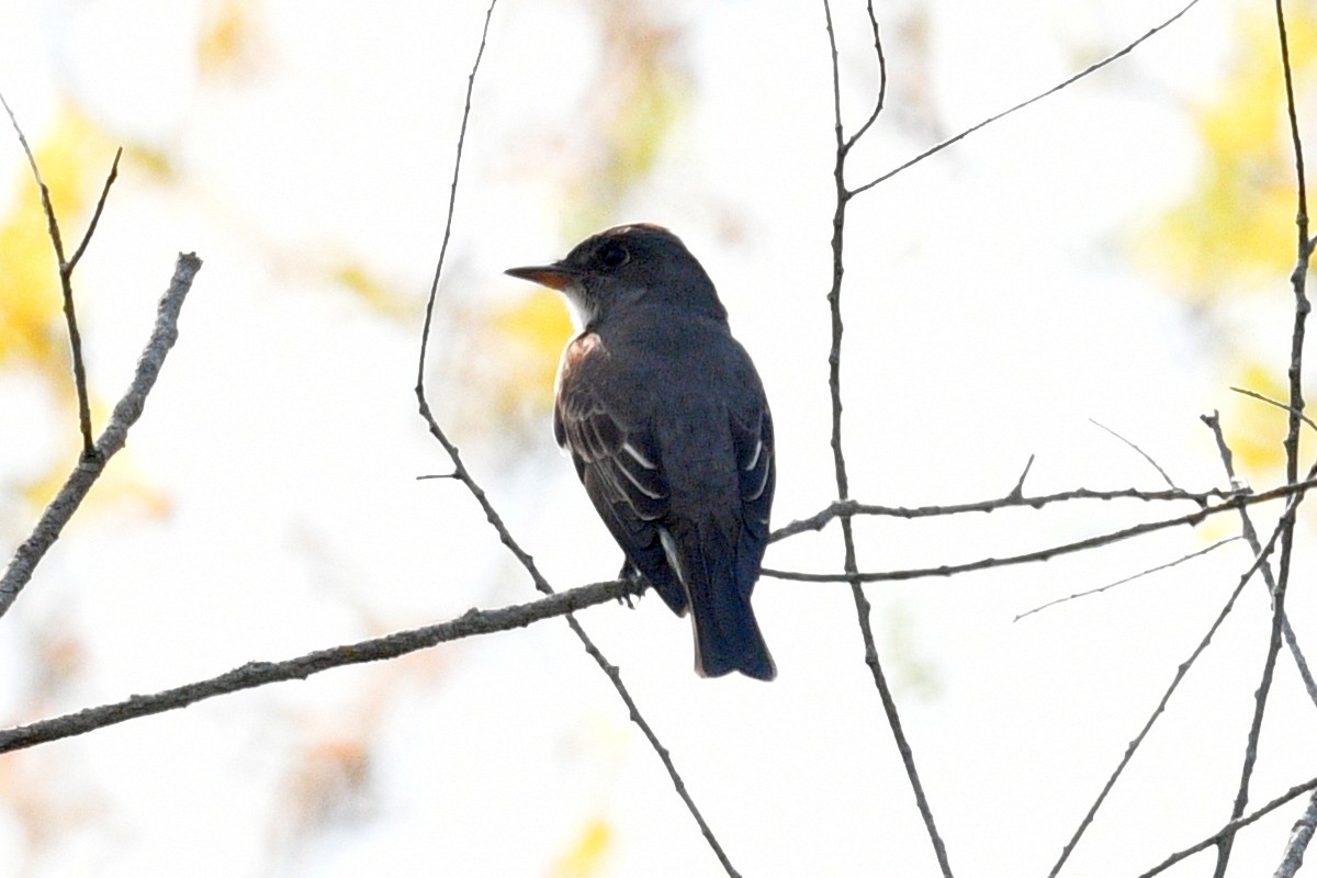 Olive-sided Flycatcher - ML618980274