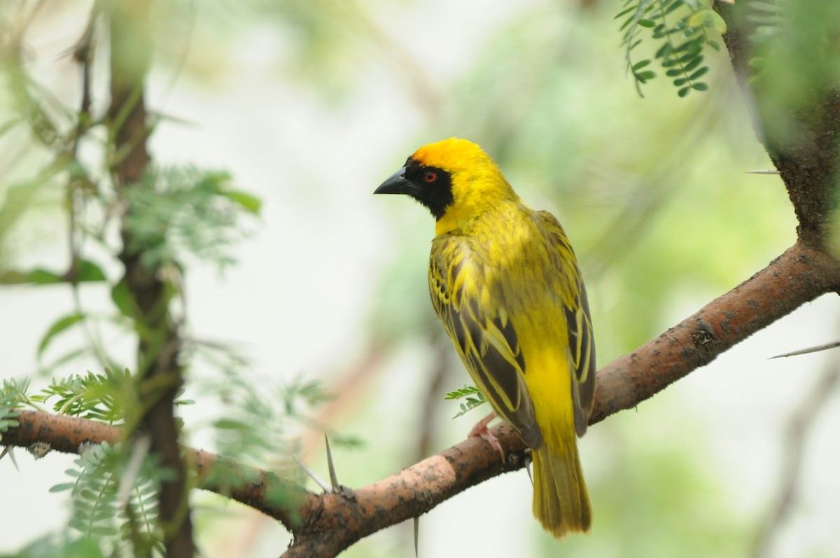 Southern Masked-Weaver - Dominic More O’Ferrall