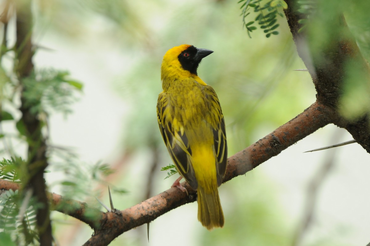 Southern Masked-Weaver - Dominic More O’Ferrall