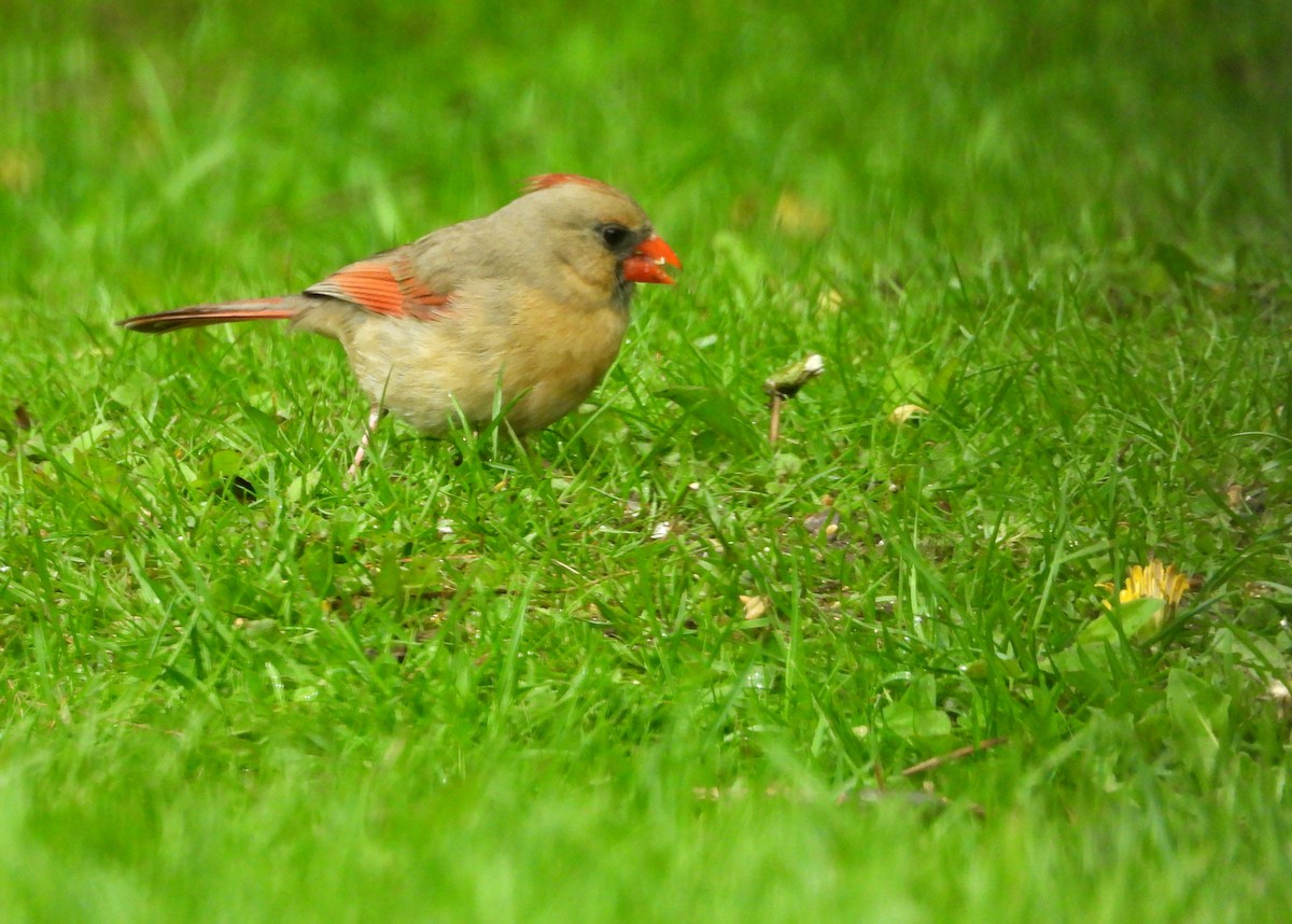 Northern Cardinal - George Koppel