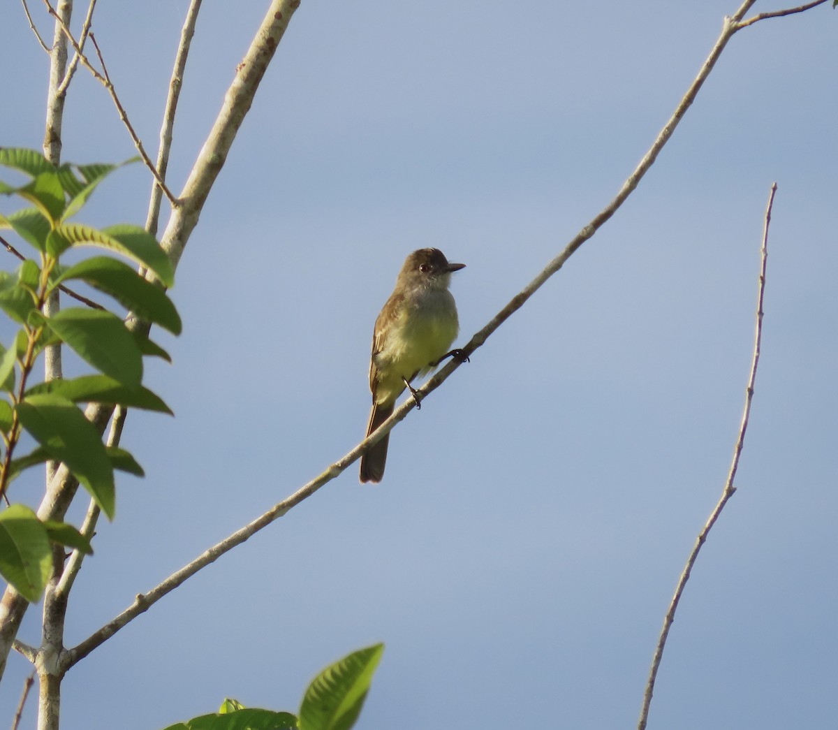 Swainson's Flycatcher - ML618980289