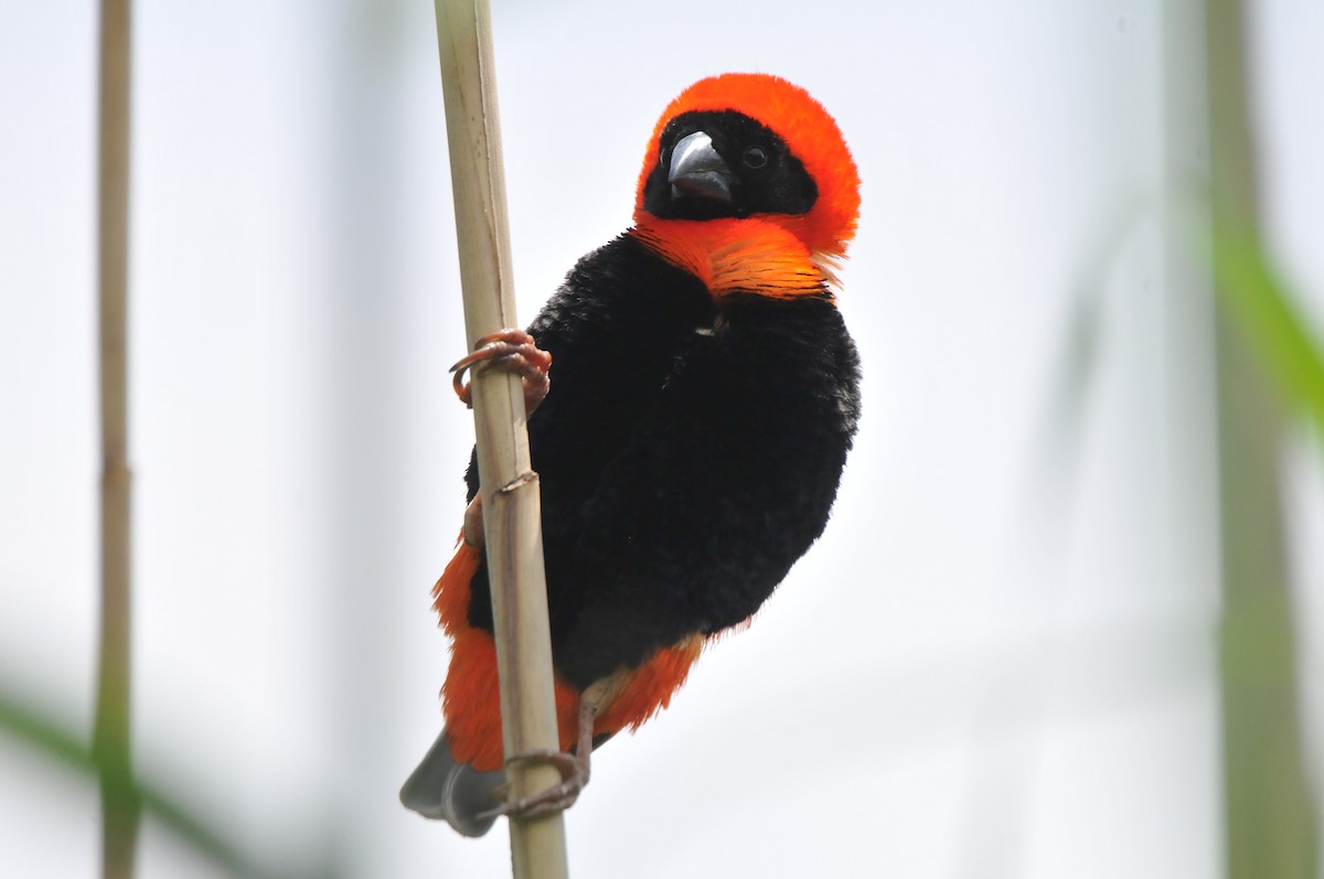 Southern Red Bishop - Dominic More O’Ferrall