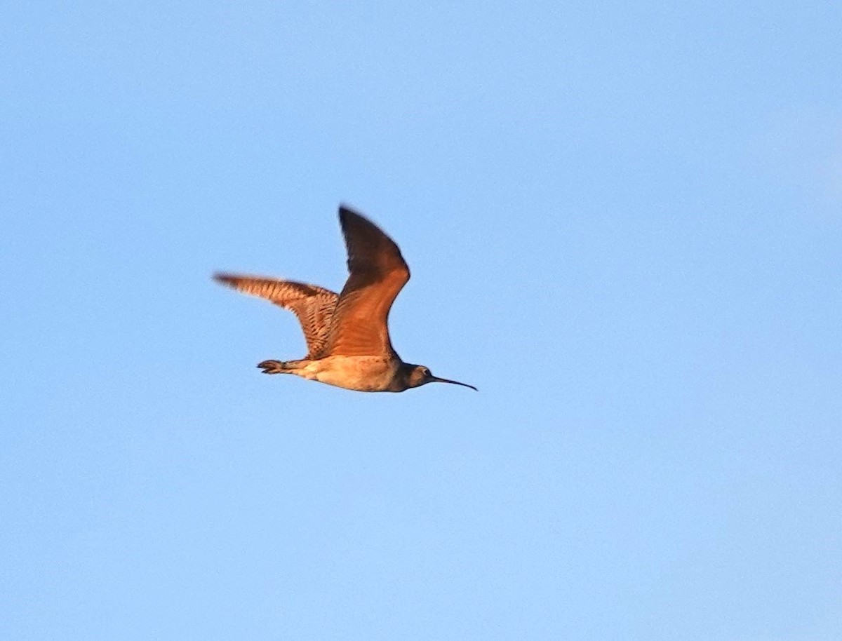 Long-billed Curlew - ML618980291