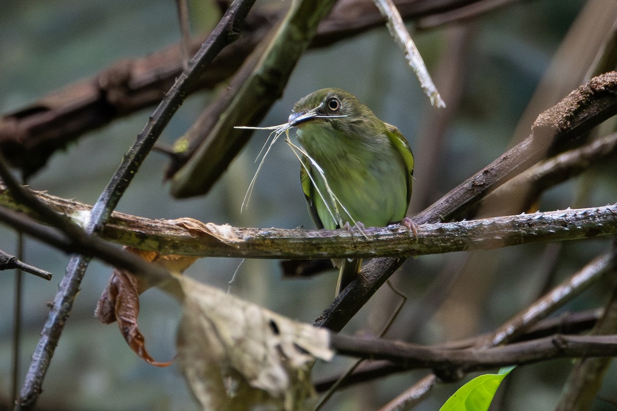 Slate-headed Tody-Flycatcher - Nestor Monsalve (@birds.nestor)