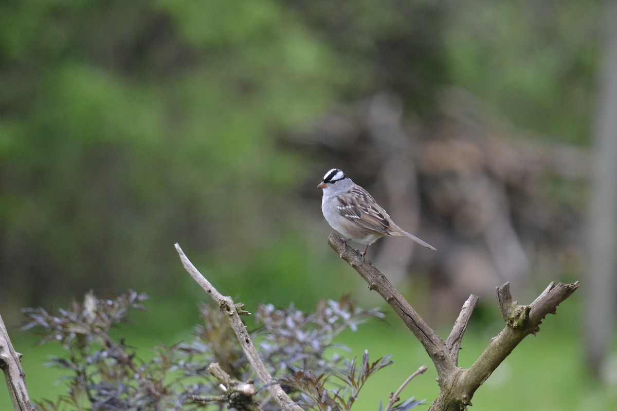 White-crowned Sparrow - Mary Ellen Cehonski