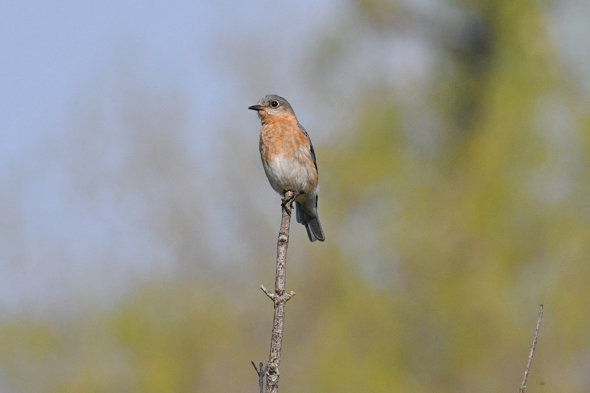 Eastern Bluebird - ML618980297