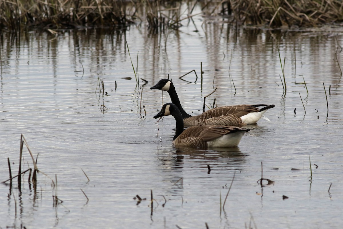 Canada Goose - François Rivet