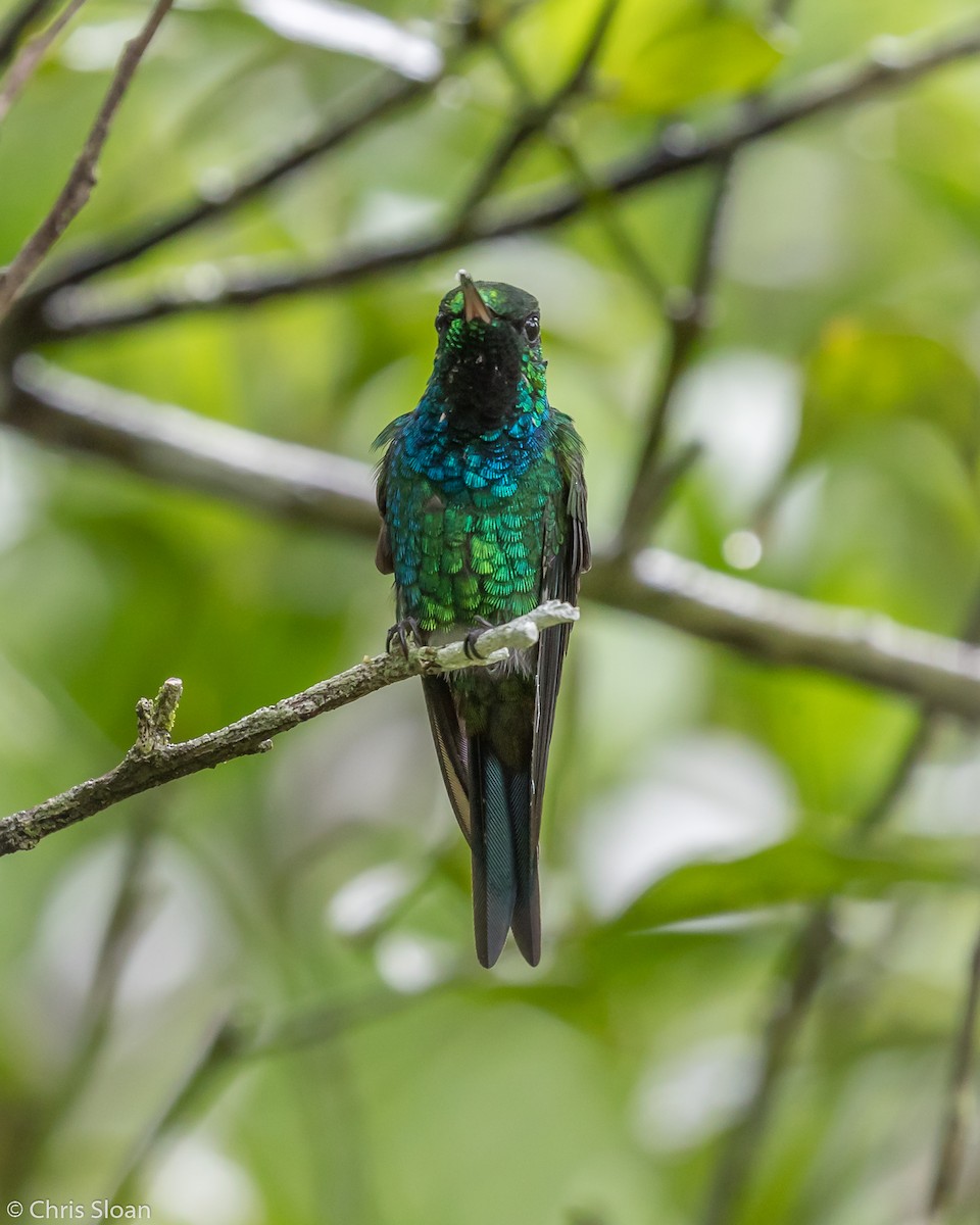 Puerto Rican Emerald - Christopher Sloan