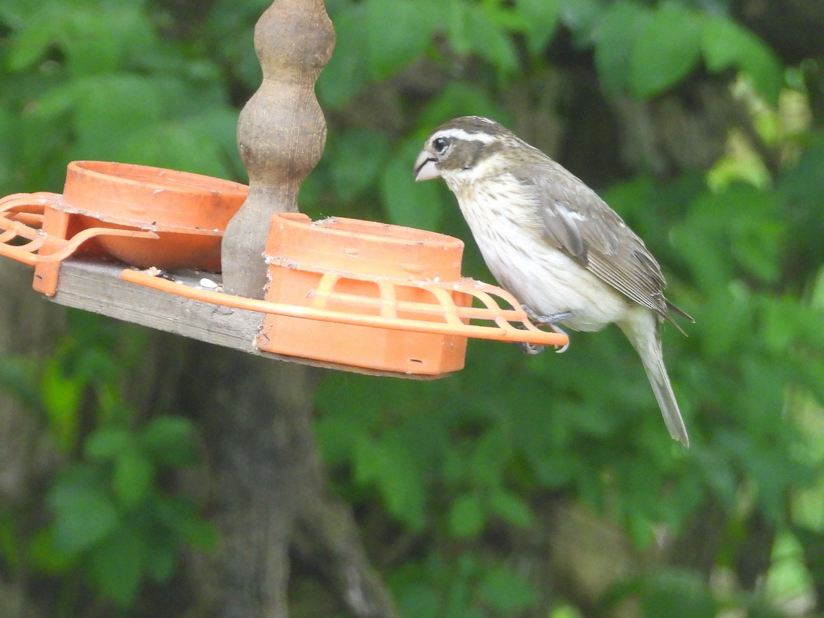 Rose-breasted Grosbeak - George Koppel