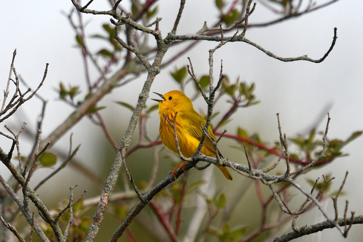 Yellow Warbler - ML618980337