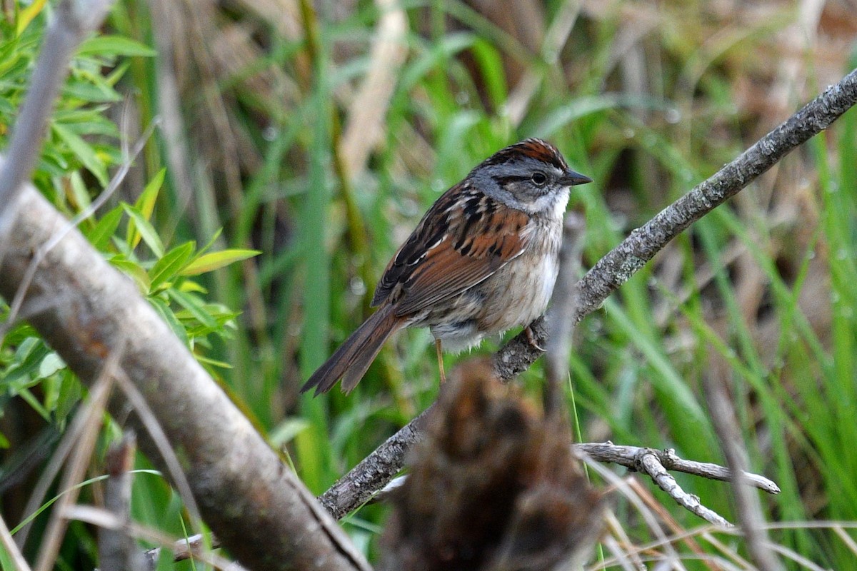 Swamp Sparrow - Joel Trick