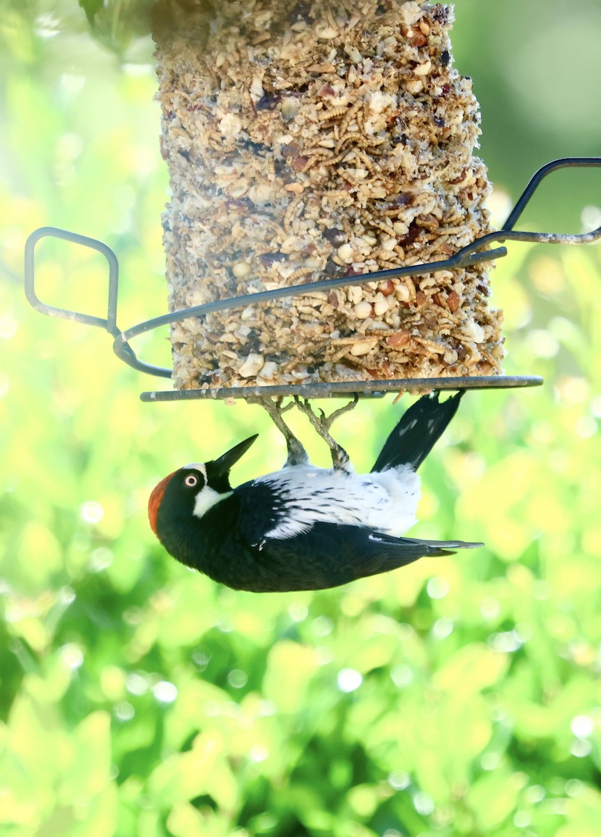 Acorn Woodpecker - Mike Wittmer