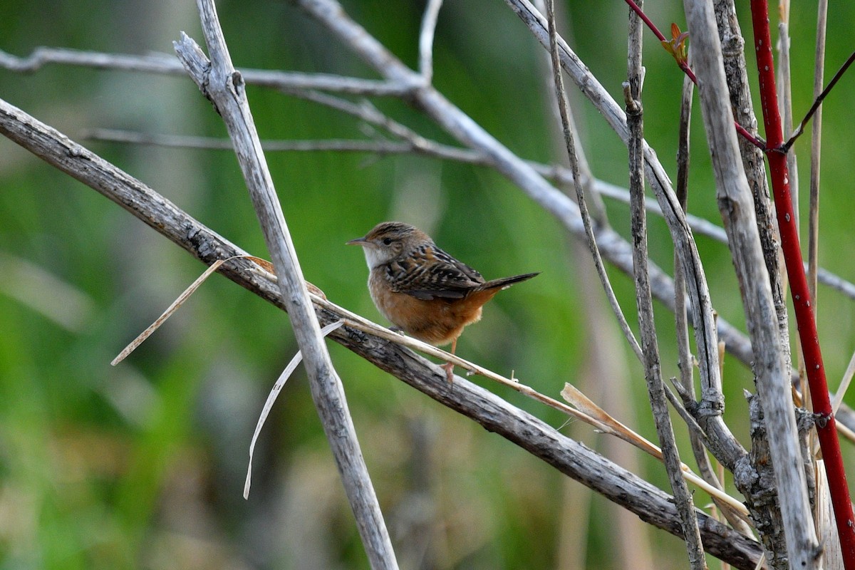 Sedge Wren - ML618980358