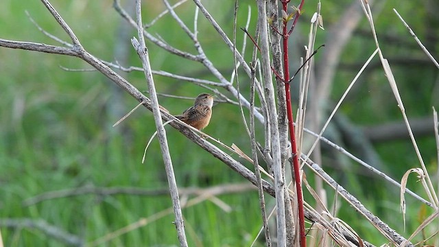 Sedge Wren - ML618980383