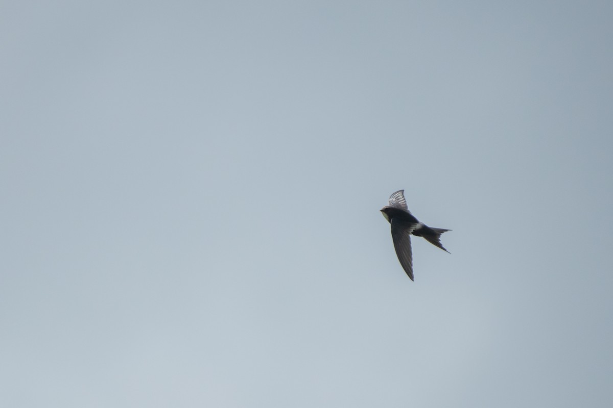 White-rumped Swift - Dominic More O’Ferrall