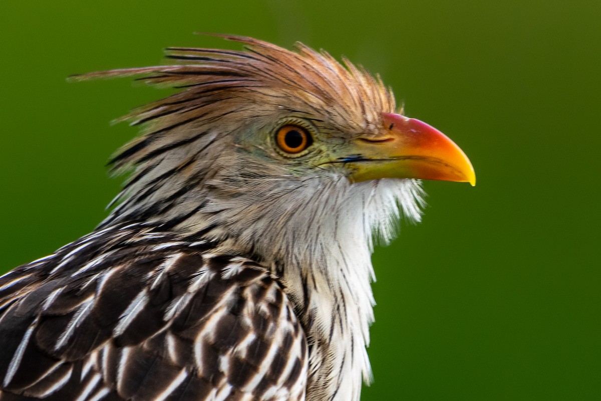 Guira Cuckoo - ML618980418