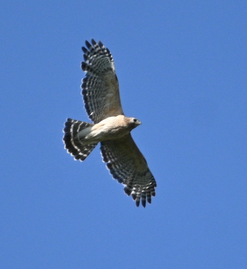 Red-shouldered Hawk - ML618980434