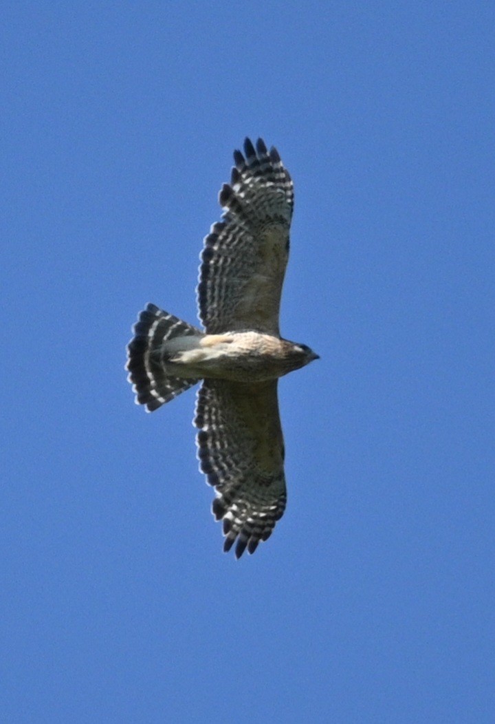 Red-shouldered Hawk - ML618980435