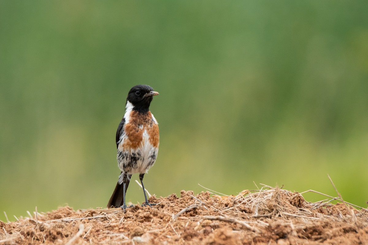 African Stonechat (African) - Dominic More O’Ferrall