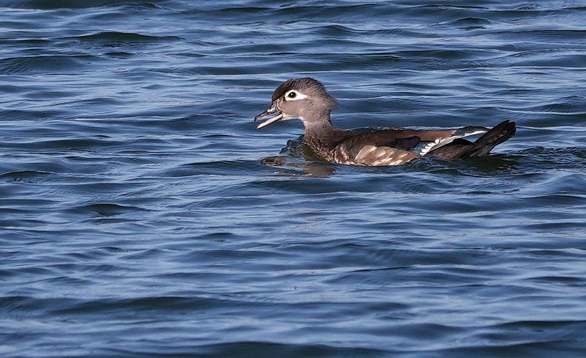 Wood Duck - Mike Burkoski