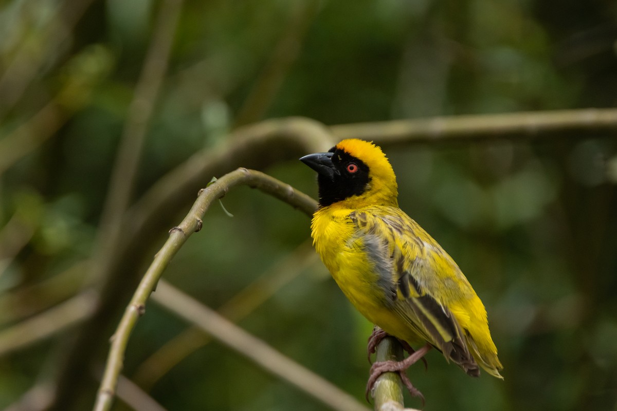 Southern Masked-Weaver - Dominic More O’Ferrall