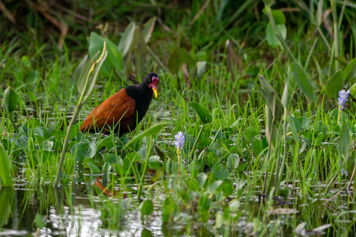 Wattled Jacana - ML618980488