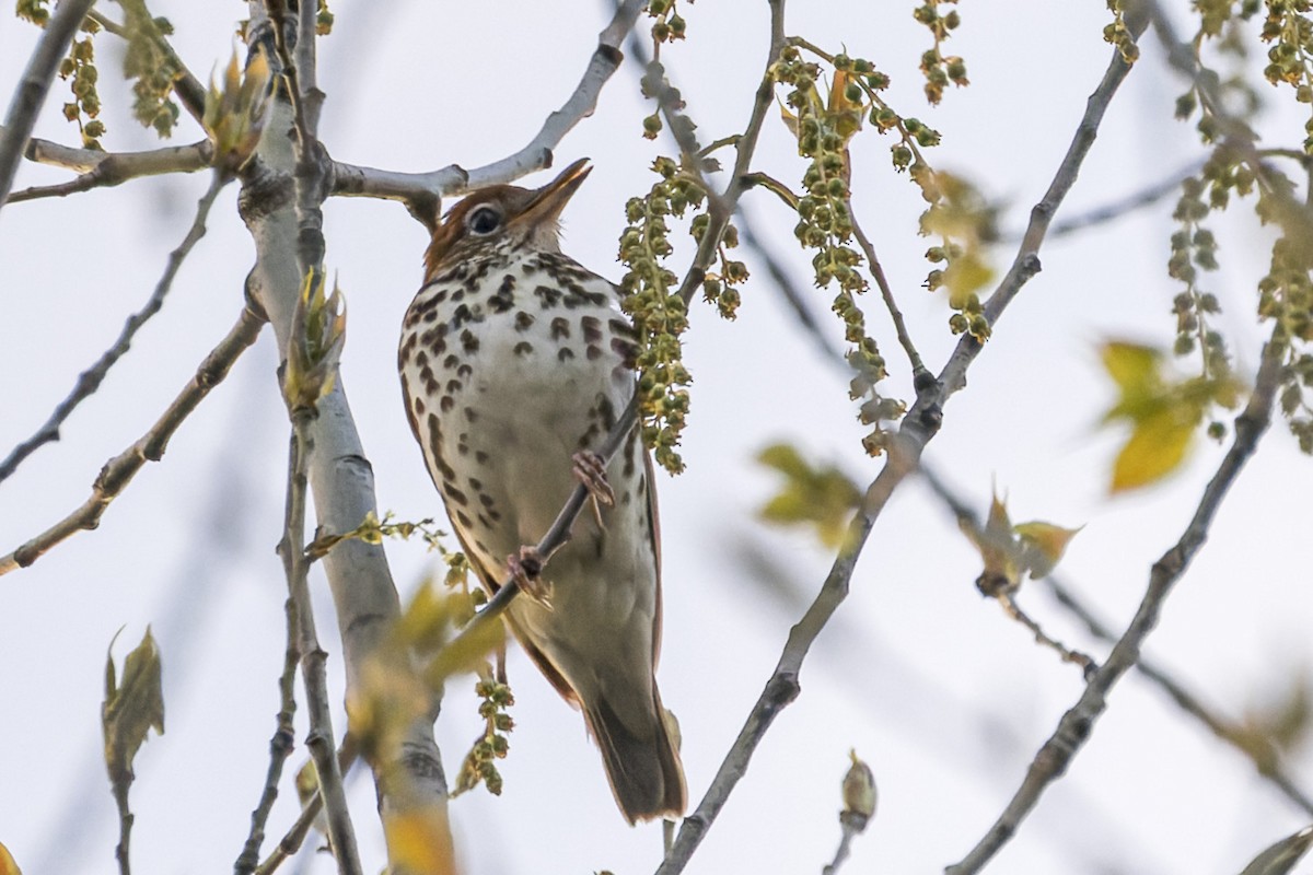 Wood Thrush - Edouard Charbonneau