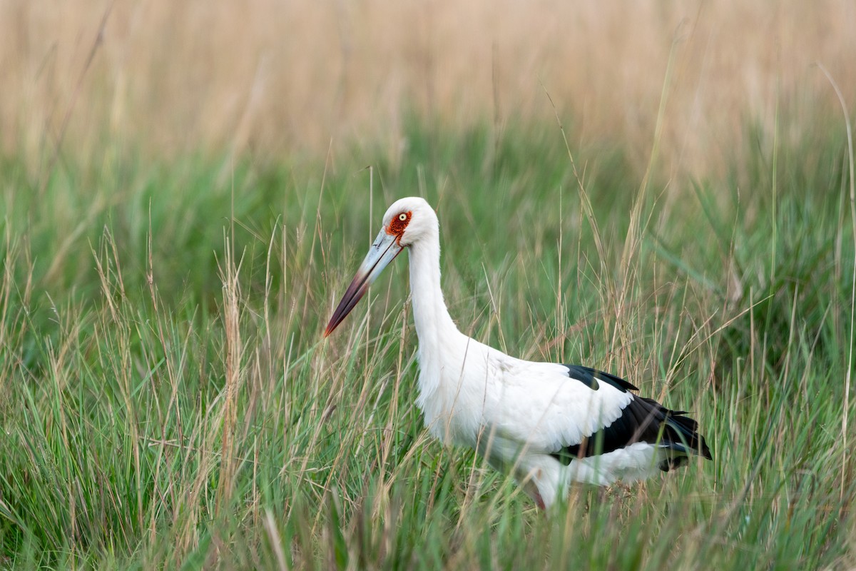 Maguari Stork - Javier Nicolás Quiróz