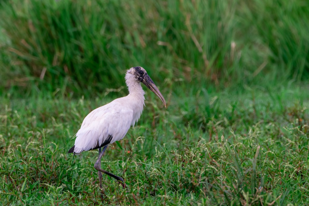 Wood Stork - ML618980504