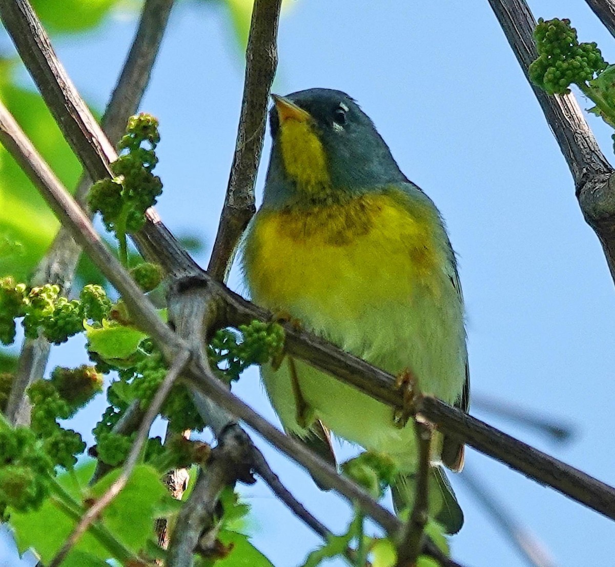 Northern Parula - Mike Burkoski