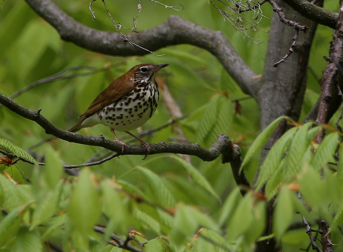 Wood Thrush - Yves Dugré