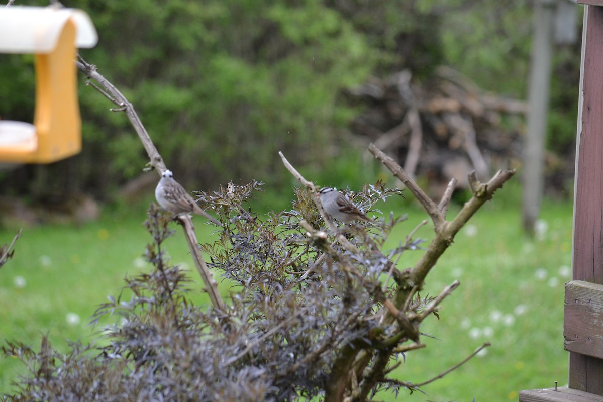 White-crowned Sparrow - Mary Ellen Cehonski