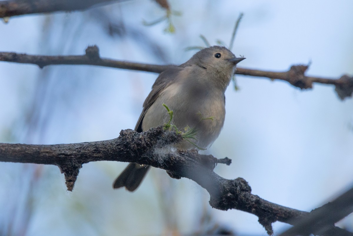 Lucy's Warbler - Zachary Loman