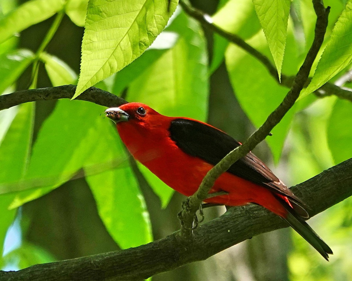 Scarlet Tanager - Mike Burkoski