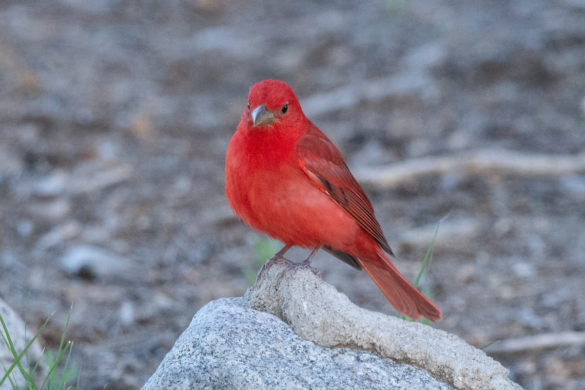 Summer Tanager - ML618980534