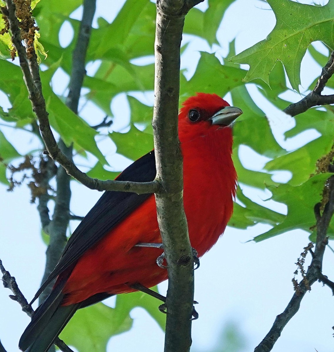 Scarlet Tanager - ML618980536