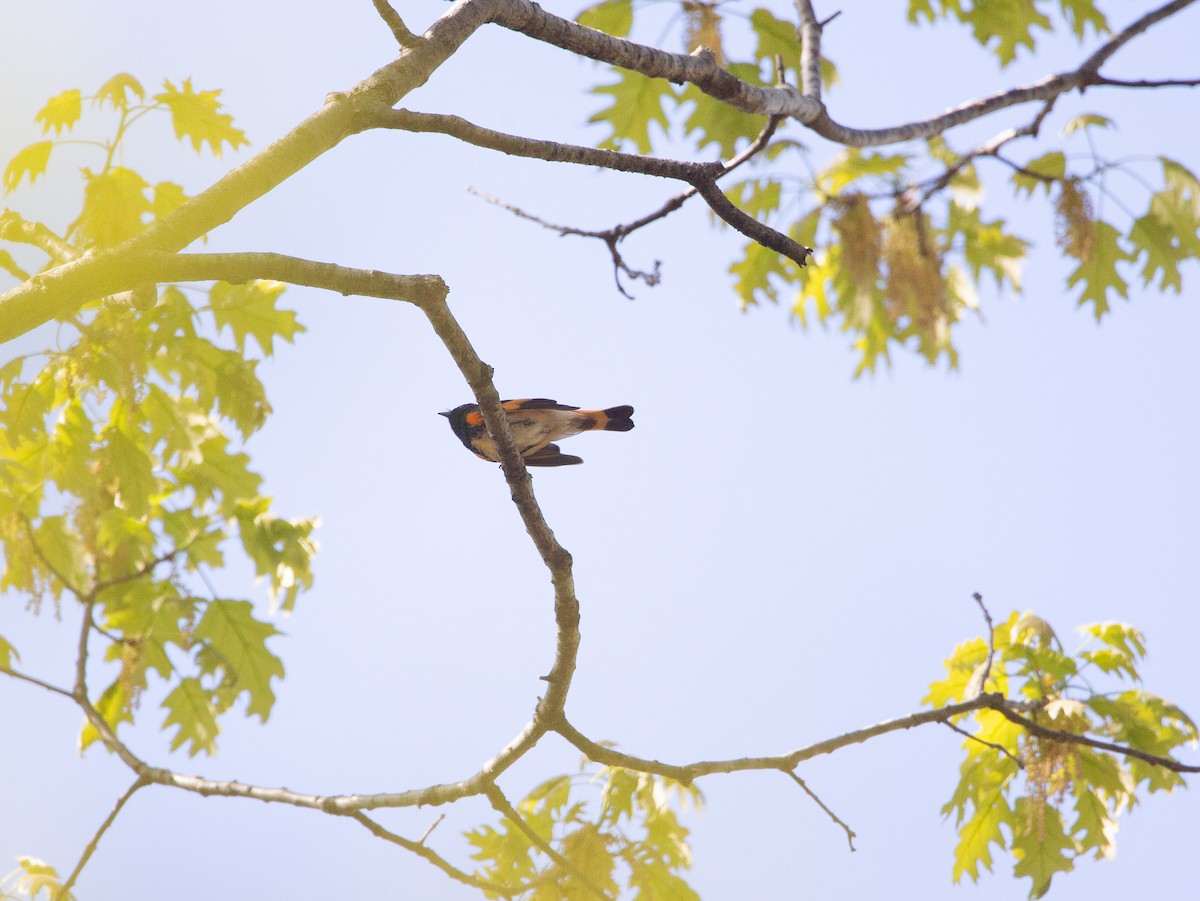 American Redstart - ML618980542