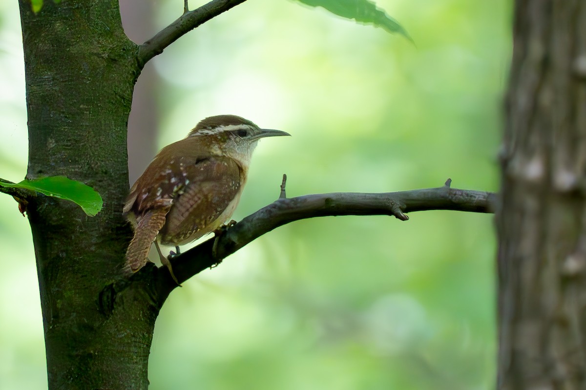 Carolina Wren - Timothy Flynn