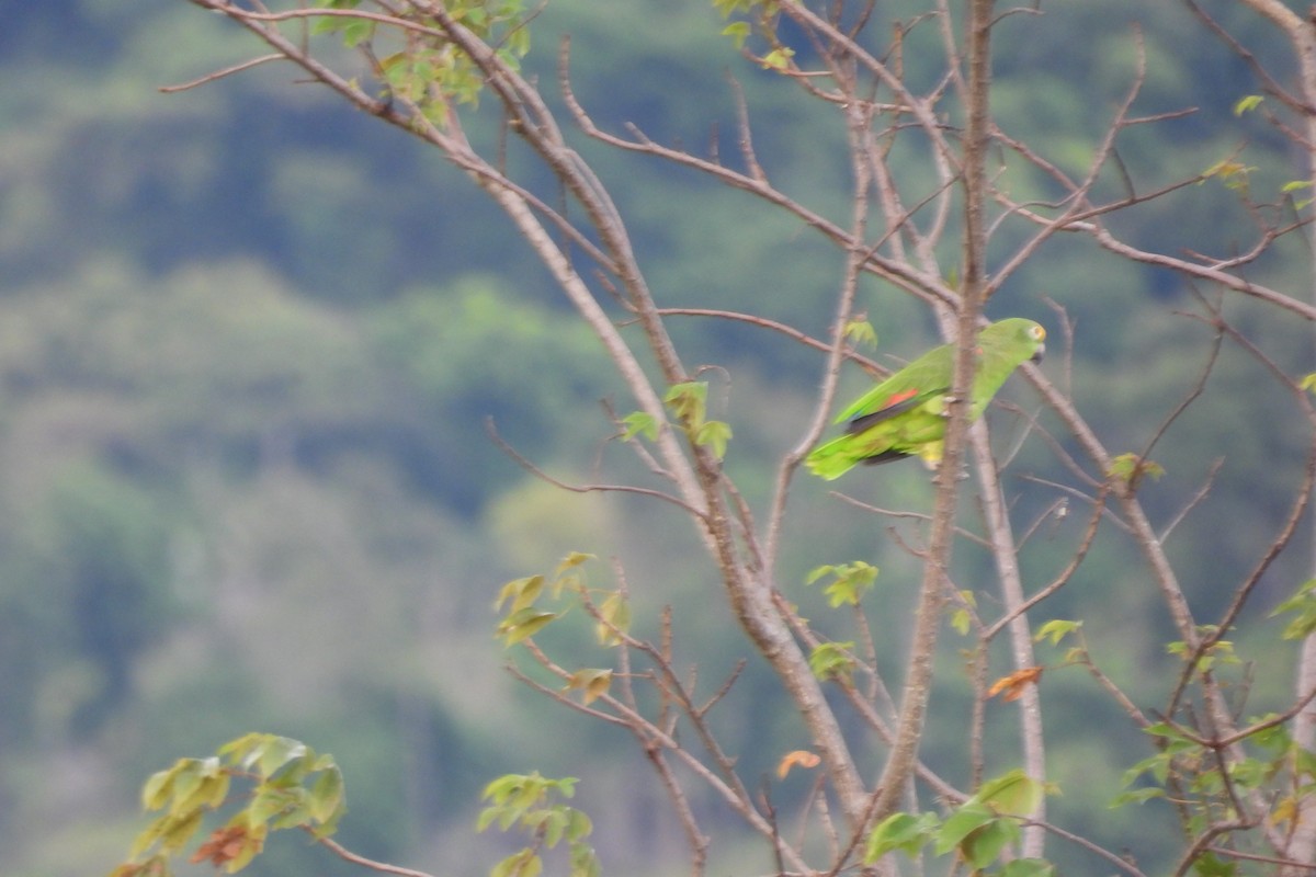 Yellow-crowned Parrot - Dey Velandia