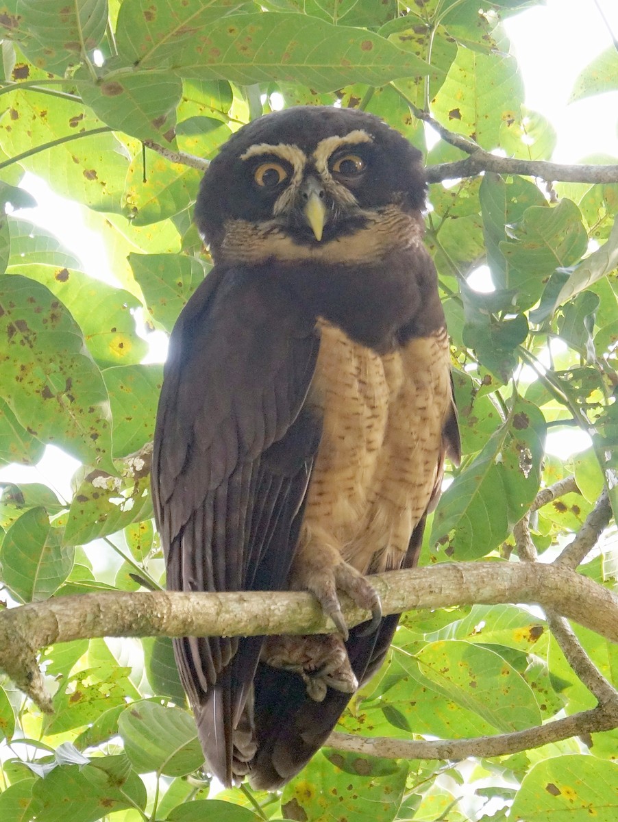 Spectacled Owl - Stéphane  Thomin