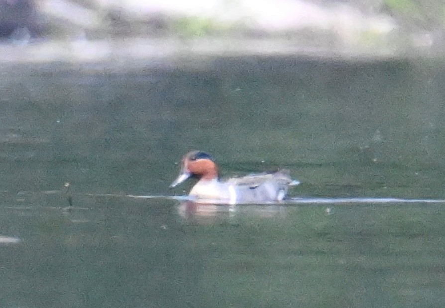 Green-winged Teal - ML618980584