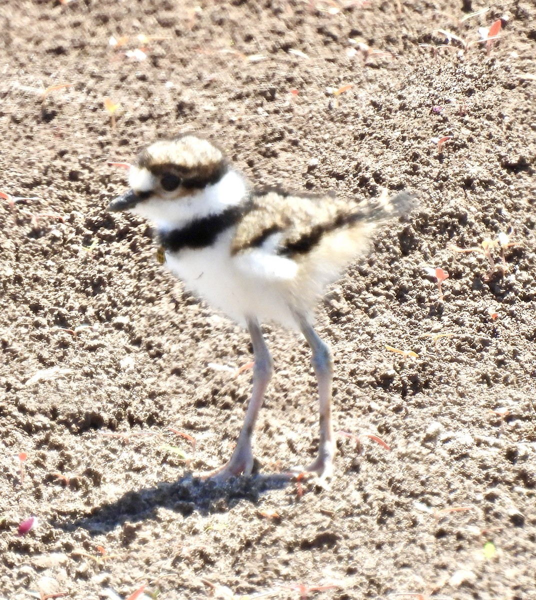 Killdeer - Christopher Daniels