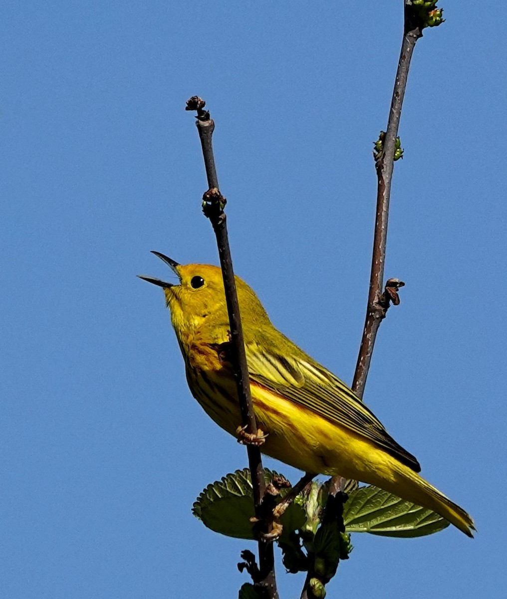 Yellow Warbler - ML618980594