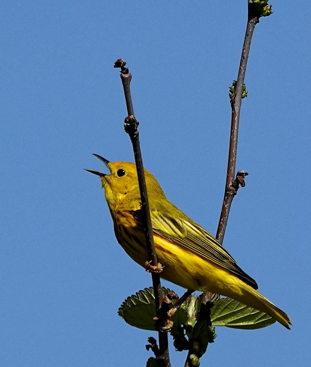 Paruline jaune - ML618980594