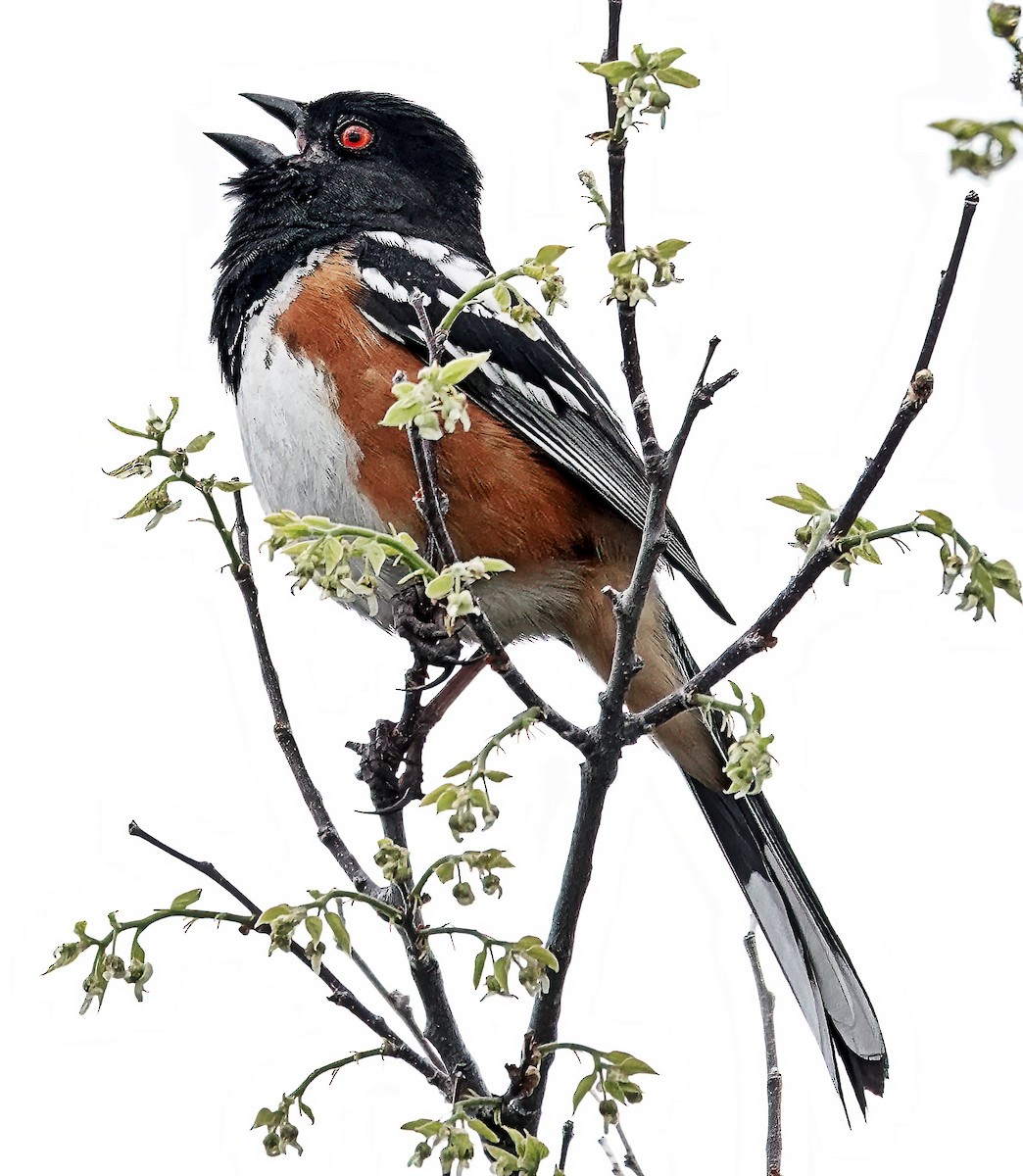 Spotted Towhee - Jim Ward