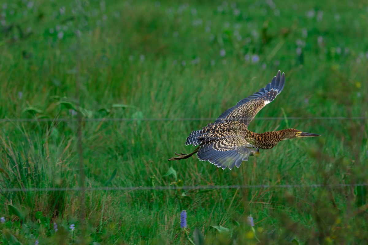 Rufescent Tiger-Heron - ML618980607