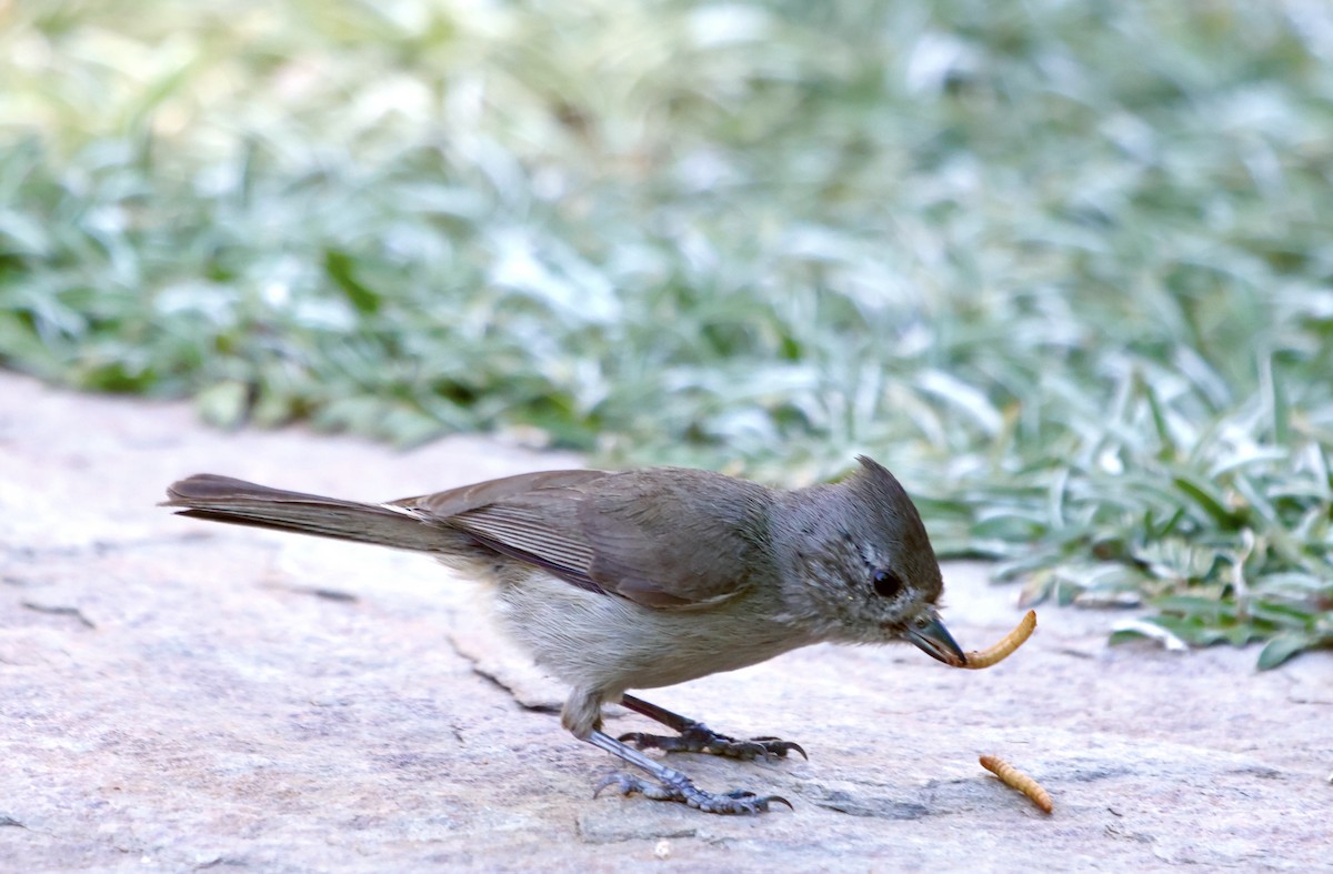 Oak Titmouse - Mike Wittmer