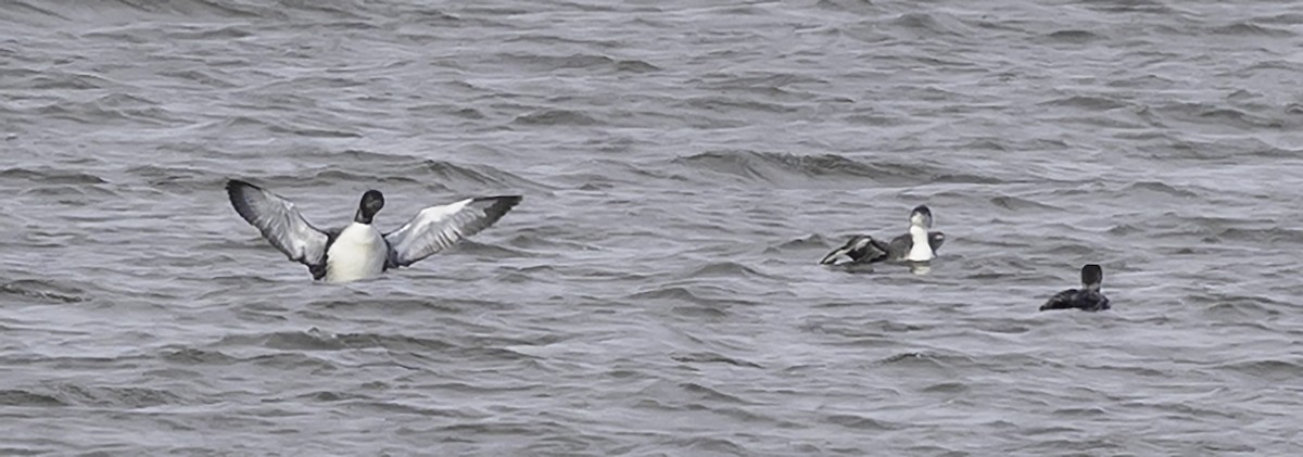 Common Loon - ML618980615