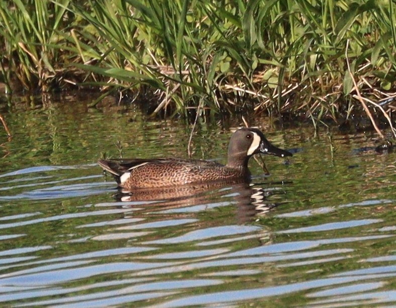 Blue-winged Teal - ML618980618